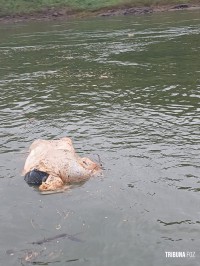 Corpo é encontrado boiando dentro de um saco no Rio Paraná Corpo é encontrado boiando dentro de um saco no Rio Paraná