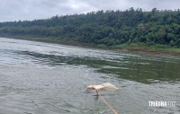 Corpo é encontrado boiando dentro de um saco no Rio Paraná Corpo é encontrado boiando dentro de um saco no Rio Paraná