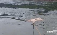 Corpo é encontrado boiando dentro de um saco no Rio Paraná Corpo é encontrado boiando dentro de um saco no Rio Paraná