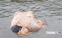 Corpo é encontrado boiando dentro de um saco no Rio Paraná Corpo é encontrado boiando dentro de um saco no Rio Paraná