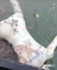 Mais um corpo é adiantado estado de putrefação é encontrado boiando no Rio Paraná Mais um corpo é adiantado estado de putrefação é encontrado boiando no Rio Paraná