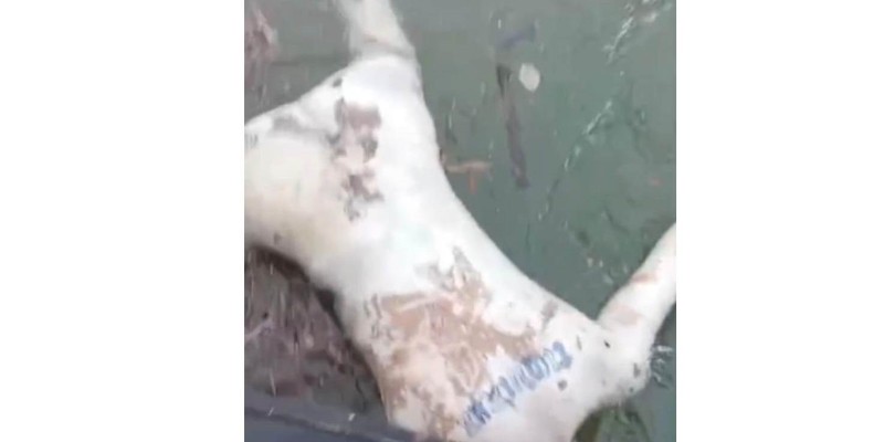 Mais um corpo é adiantado estado de putrefação é encontrado boiando no Rio Paraná Mais um corpo é adiantado estado de putrefação é encontrado boiando no Rio Paraná