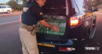 PRF apreende 277 tabletes de maconha e prenderam duas paraguaias na BR-277 em Céu Azul PRF apreende 277 tabletes de maconha e prenderam duas paraguaias na BR-277 em Céu Azul