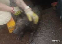 Bombeiros resgatam cachorrinho que caiu em bueiro na aduana brasileira em Foz do Iguaçu Bombeiros resgatam cachorrinho que caiu em bueiro na aduana brasileira em Foz do Iguaçu