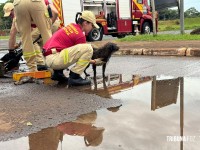 Bombeiros resgatam cachorrinho que caiu em bueiro na aduana brasileira em Foz do Iguaçu Bombeiros resgatam cachorrinho que caiu em bueiro na aduana brasileira em Foz do Iguaçu