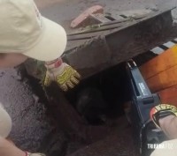 Bombeiros resgatam cachorrinho que caiu em bueiro na aduana brasileira em Foz do Iguaçu Bombeiros resgatam cachorrinho que caiu em bueiro na aduana brasileira em Foz do Iguaçu