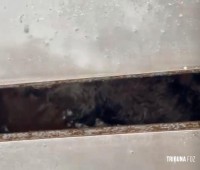 Bombeiros resgatam cachorrinho que caiu em bueiro na aduana brasileira em Foz do Iguaçu Bombeiros resgatam cachorrinho que caiu em bueiro na aduana brasileira em Foz do Iguaçu