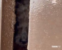 Bombeiros resgatam cachorrinho que caiu em bueiro na aduana brasileira em Foz do Iguaçu Bombeiros resgatam cachorrinho que caiu em bueiro na aduana brasileira em Foz do Iguaçu