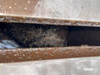 Bombeiros resgatam cachorrinho que caiu em bueiro na aduana brasileira em Foz do Iguaçu Bombeiros resgatam cachorrinho que caiu em bueiro na aduana brasileira em Foz do Iguaçu