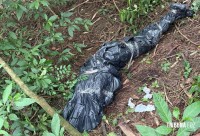 Corpo de homem é localizado enrolado em lona plástica em área de mata na Av. Perimetral Leste Corpo de homem é localizado enrolado em lona plástica em área de mata na Av. Perimetral Leste