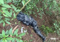 Corpo de homem é localizado enrolado em lona plástica em área de mata na Av. Perimetral Leste Corpo de homem é localizado enrolado em lona plástica em área de mata na Av. Perimetral Leste