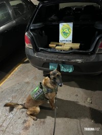 BPFRON prende trio transportando maconha em veículo após indicação de cão de faro em Marechal Cândido Rondon BPFRON prende trio transportando maconha em veículo após indicação de cão de faro em Marechal Cândido Rondon
