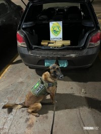 BPFRON prende trio transportando maconha em veículo após indicação de cão de faro em Marechal Cândido Rondon BPFRON prende trio transportando maconha em veículo após indicação de cão de faro em Marechal Cândido Rondon