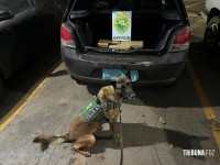 BPFRON prende trio transportando maconha em veículo após indicação de cão de faro em Marechal Cândido Rondon BPFRON prende trio transportando maconha em veículo após indicação de cão de faro em Marechal Cândido Rondon
