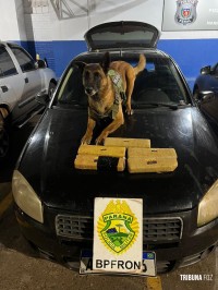BPFRON prende trio transportando maconha em veículo após indicação de cão de faro em Marechal Cândido Rondon BPFRON prende trio transportando maconha em veículo após indicação de cão de faro em Marechal Cândido Rondon