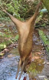 Policia Federal deflagra operação para combater a caça ilegal no Parque Nacional do Iguaçu Policia Federal deflagra operação para combater a caça ilegal no Parque Nacional do Iguaçu