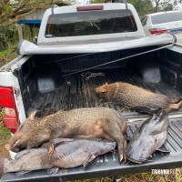 Policia Federal deflagra operação para combater a caça ilegal no Parque Nacional do Iguaçu Policia Federal deflagra operação para combater a caça ilegal no Parque Nacional do Iguaçu