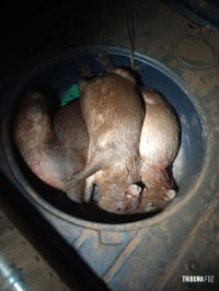 Policia Federal deflagra operação para combater a caça ilegal no Parque Nacional do Iguaçu Policia Federal deflagra operação para combater a caça ilegal no Parque Nacional do Iguaçu