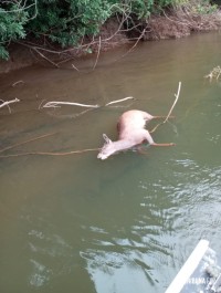 Policia Federal deflagra operação para combater a caça ilegal no Parque Nacional do Iguaçu Policia Federal deflagra operação para combater a caça ilegal no Parque Nacional do Iguaçu
