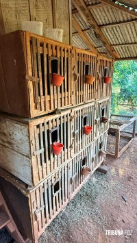Policia Federal deflagra operação para combater a caça ilegal no Parque Nacional do Iguaçu Policia Federal deflagra operação para combater a caça ilegal no Parque Nacional do Iguaçu