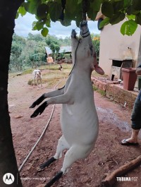 Policia Federal deflagra operação para combater a caça ilegal no Parque Nacional do Iguaçu Policia Federal deflagra operação para combater a caça ilegal no Parque Nacional do Iguaçu