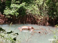 Corpo de homem encontrado em riacho em Minga Guazú, no Paraguai Corpo de homem encontrado em riacho em Minga Guazú, no Paraguai