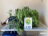 PM prende homem e apreende plantas de cannabis (maconha) em Medianeira PM prende homem e apreende plantas de cannabis (maconha) em Medianeira