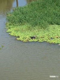 Corpo em avançado estado de decomposição é encontrado no Balneário Ipiranga em São Miguel do Iguaçu Corpo em avançado estado de decomposição é encontrado no Balneário Ipiranga em São Miguel do Iguaçu