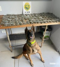 Militares do CHOQUE apreende drogas durante ação com apoio de cão em Foz do Iguaçu Militares do CHOQUE apreende drogas durante ação com apoio de cão em Foz do Iguaçu