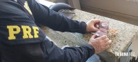 PRF apreende cabelos de origem estrangeira e medicamentos em ônibus na BR-277 PRF apreende cabelos de origem estrangeira e medicamentos em ônibus na BR-277