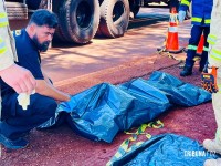 Casal de idosos morre após colidir veículo contra árvore na PR-497 em São Miguel do Iguaçu Casal de idosos morre após colidir veículo contra árvore na PR-497 em São Miguel do Iguaçu