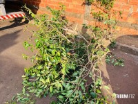 Carreta furtada é recuperada após rastro de destruição na Vila Miranda em Foz do Iguaçu Carreta furtada é recuperada após rastro de destruição na Vila Miranda em Foz do Iguaçu