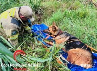 Cadela é salva pelos bombeiros na Av. Perimetral Leste Cadela é salva pelos bombeiros na Av. Perimetral Leste