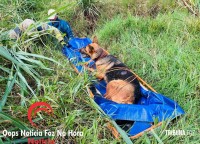 Cadela é salva pelos bombeiros na Av. Perimetral Leste Cadela é salva pelos bombeiros na Av. Perimetral Leste