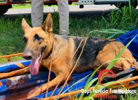 Cadela é salva pelos bombeiros na Av. Perimetral Leste Cadela é salva pelos bombeiros na Av. Perimetral Leste