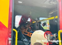 Cadela é salva pelos bombeiros na Av. Perimetral Leste Cadela é salva pelos bombeiros na Av. Perimetral Leste