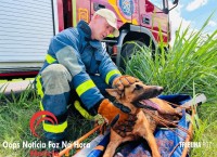 Cadela é salva pelos bombeiros na Av. Perimetral Leste Cadela é salva pelos bombeiros na Av. Perimetral Leste