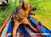 Cadela é salva pelos bombeiros na Av. Perimetral Leste Cadela é salva pelos bombeiros na Av. Perimetral Leste