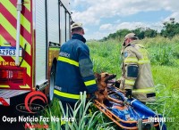 Cadela é salva pelos bombeiros na Av. Perimetral Leste Cadela é salva pelos bombeiros na Av. Perimetral Leste