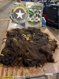 Homem é preso com 15 Kg de cabelo humano na Ponte da Amizade Homem é preso com 15 Kg de cabelo humano na Ponte da Amizade