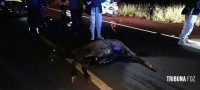 Motociclista fica ferido após colidir com cavalinho (potro) na perimetral leste; animal morreu no local Motociclista fica ferido após colidir com cavalinho (potro) na perimetral leste; animal morreu no local