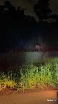 Motociclista fica ferido após colidir com cavalinho (potro) na perimetral leste; animal morreu no local Motociclista fica ferido após colidir com cavalinho (potro) na perimetral leste; animal morreu no local