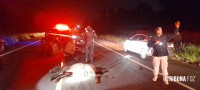 Motociclista fica ferido após colidir com cavalinho (potro) na perimetral leste; animal morreu no local Motociclista fica ferido após colidir com cavalinho (potro) na perimetral leste; animal morreu no local