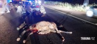 Motociclista fica ferido após colidir com cavalinho (potro) na perimetral leste; animal morreu no local Motociclista fica ferido após colidir com cavalinho (potro) na perimetral leste; animal morreu no local