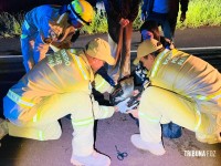 Motociclista fica ferido após colidir com cavalinho (potro) na perimetral leste; animal morreu no local Motociclista fica ferido após colidir com cavalinho (potro) na perimetral leste; animal morreu no local