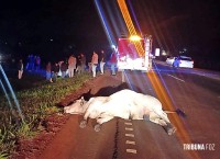 Motociclista adolescente morre após colisão com vaca na Rodovia PY-02 no Paraguai Motociclista adolescente morre após colisão com vaca na Rodovia PY-02 no Paraguai