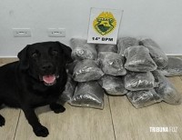 Policia Militar apreende mais de 14 Kg de maconha tipo capulho na Rodoviária de Foz do Iguaçu Policia Militar apreende mais de 14 Kg de maconha tipo capulho na Rodoviária de Foz do Iguaçu