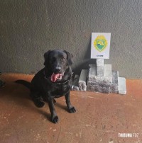 PM apreende 20,6 Kg de maconha com adolescente no Terminal Rodoviário de Foz do Iguaçu PM apreende 20,6 Kg de maconha com adolescente no Terminal Rodoviário de Foz do Iguaçu
