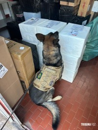 PF apreende 130 Kg de maconha com apoio de cães farejadores em Foz do Iguaçu PF apreende 130 Kg de maconha com apoio de cães farejadores em Foz do Iguaçu