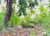 Adolescente de 15 anos é encontrada morta em terreno baldio no Bairro Portal da Foz em Foz do Iguaçu Adolescente de 15 anos é encontrada morta em terreno baldio no Bairro Portal da Foz em Foz do Iguaçu